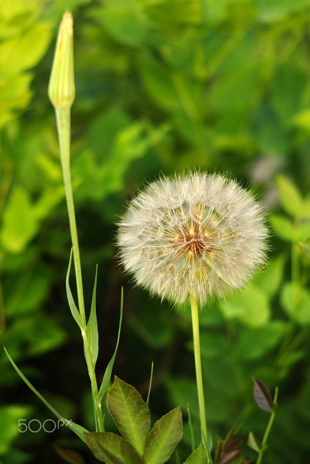 Sony SLT-A65 (SLT-A65V) + Sony 85mm F2.8 SAM sample photo. копия photography