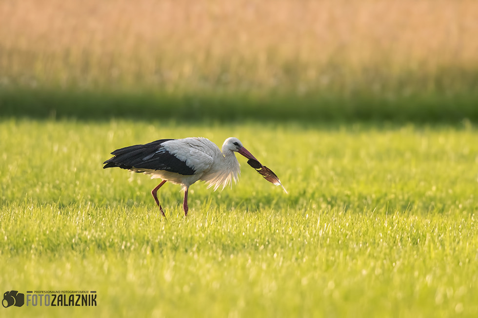 Canon EF 500mm F4L IS II USM sample photo. Lost feather photography