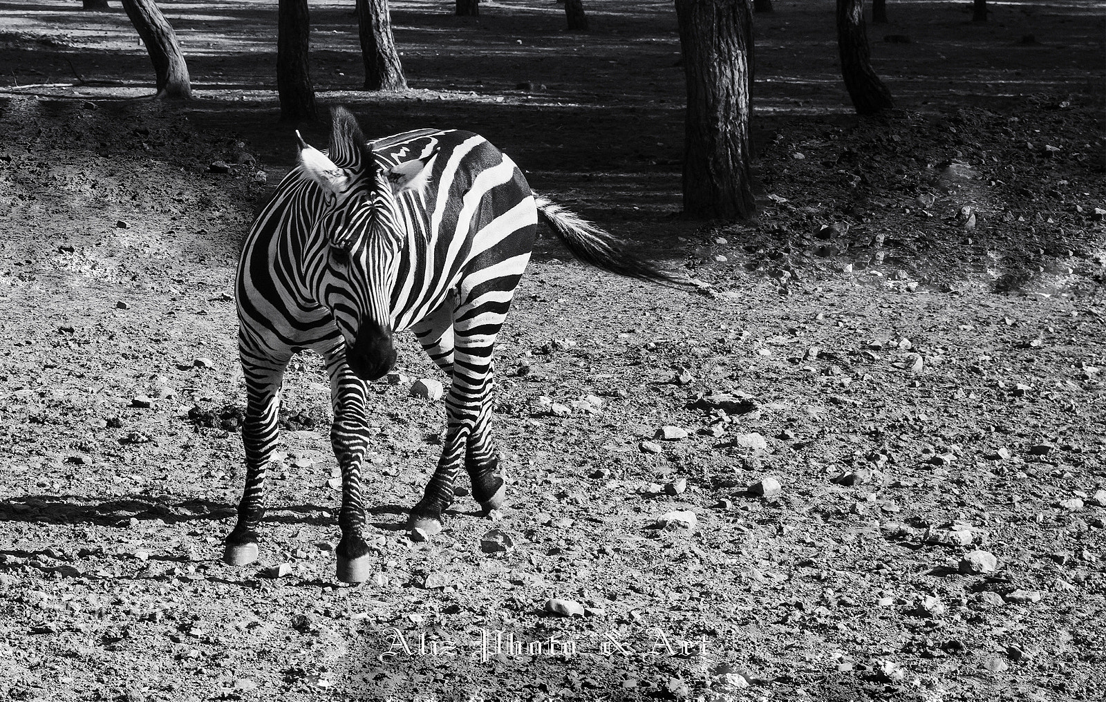Canon EOS 760D (EOS Rebel T6s / EOS 8000D) + Sigma 24-70mm F2.8 EX DG Macro sample photo. I'm already black and white, photography