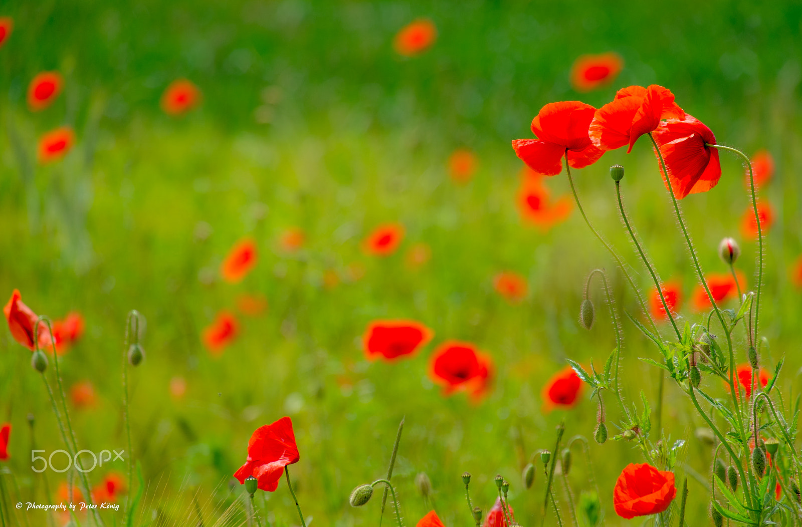 Fujifilm X-Pro1 + Fujifilm XC 50-230mm F4.5-6.7 OIS sample photo. Beautiful poppys photography