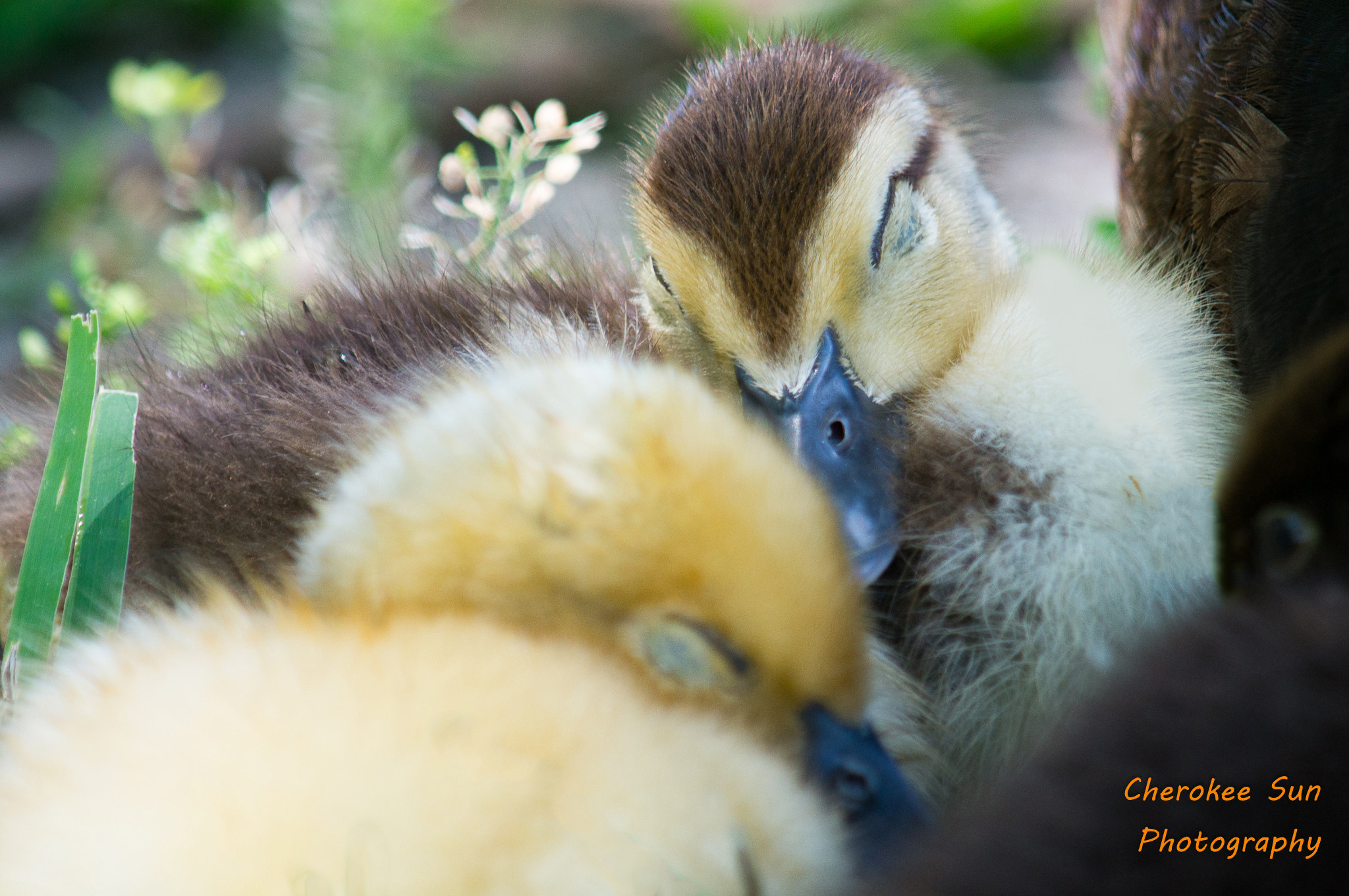 Sony SLT-A57 + Tamron SP AF 200-500mm F5-6.3 Di LD (IF) sample photo. Muscovy ducklings sleeping photography
