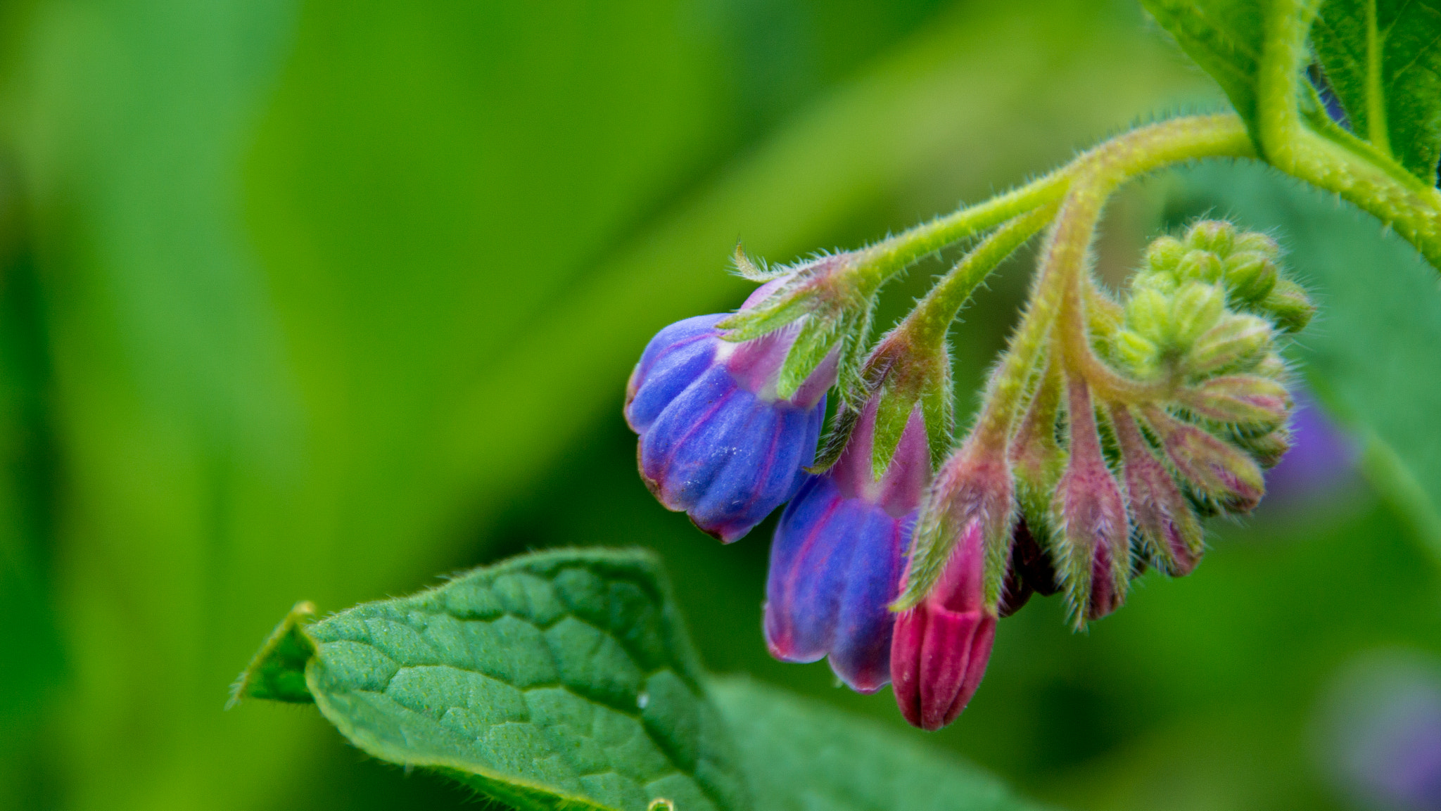 Sigma 18-250mm F3.5-6.3 DC OS HSM sample photo. Droop photography