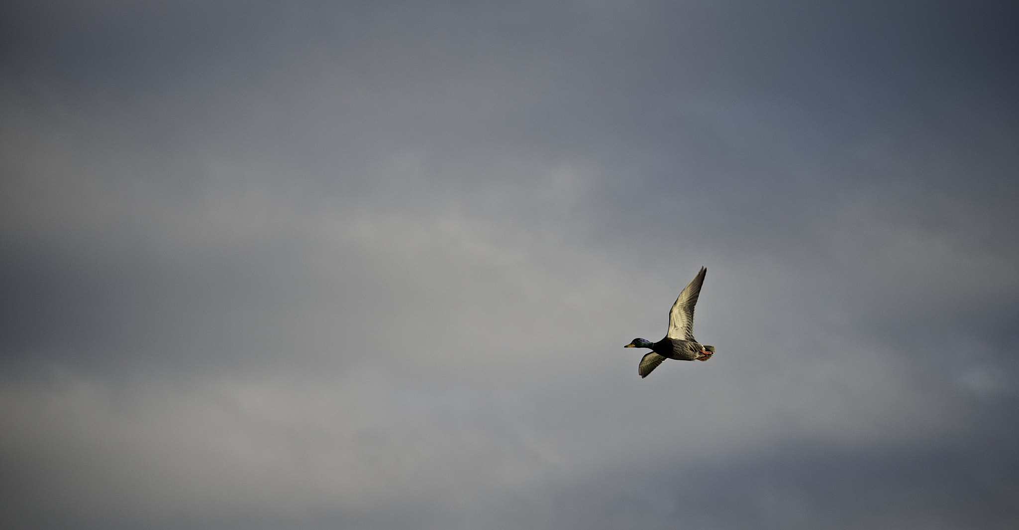 Pentax smc DA* 50-135mm F2.8 ED (IF) SDM sample photo. Duck photography