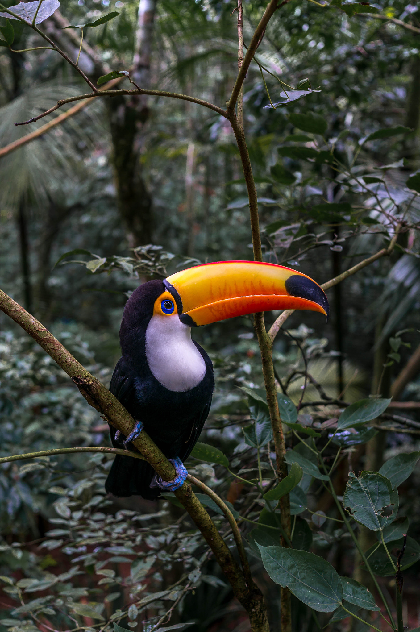 Sony Alpha NEX-6 + Sigma 30mm F2.8 EX DN sample photo. Toucan photography