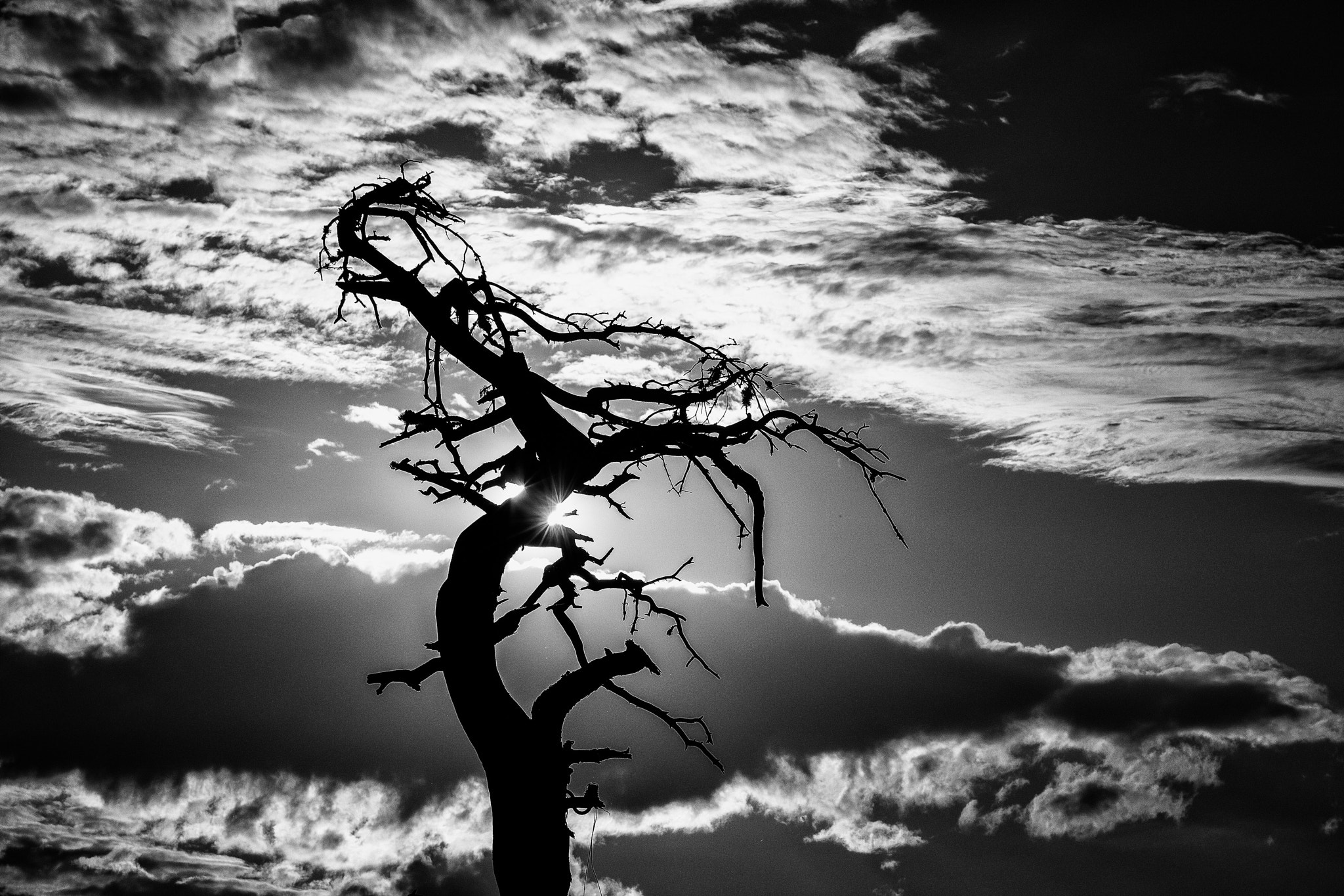 Canon EOS M3 sample photo. Lonly tree in the evening light photography