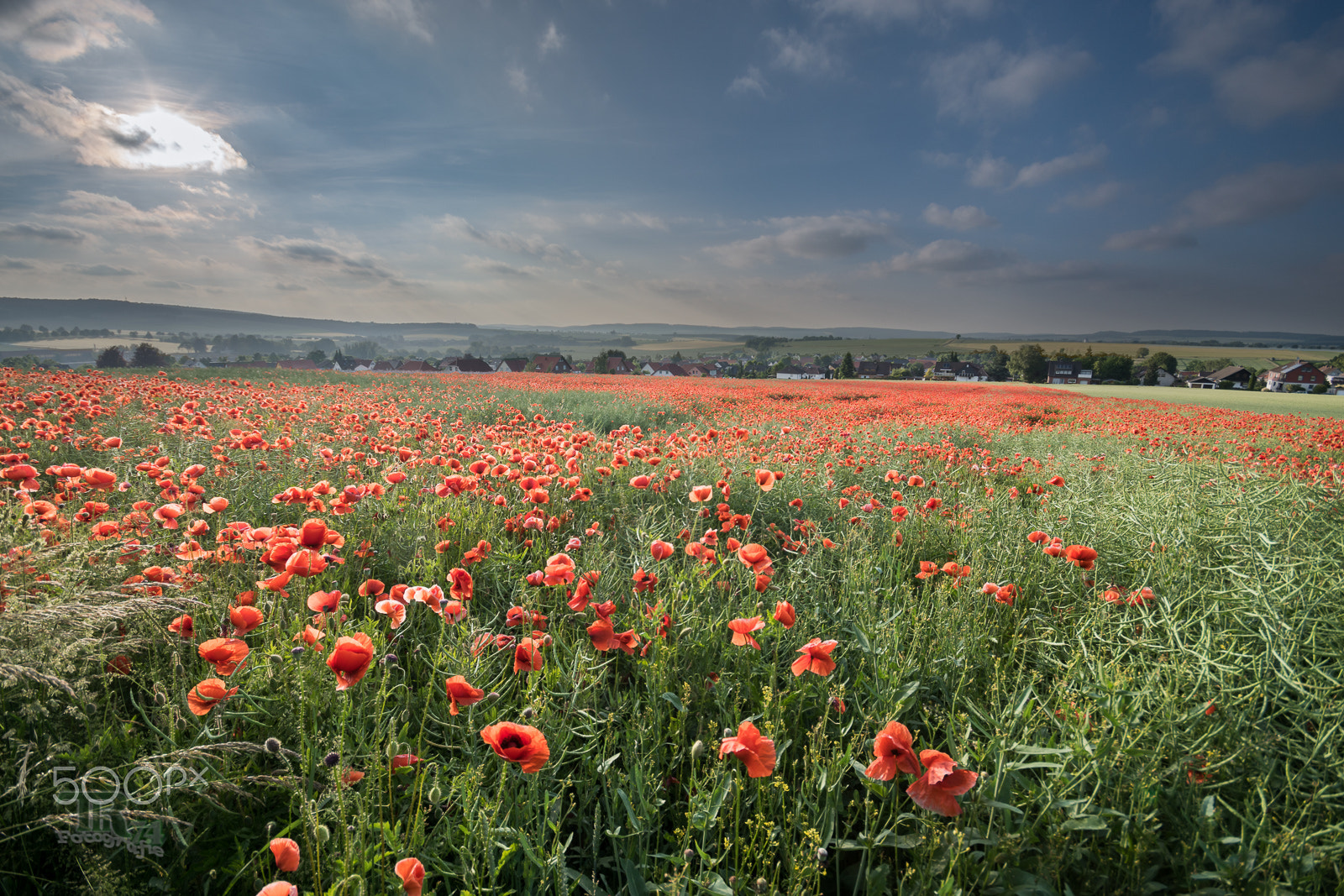 Sigma AF 10-20mm F4-5.6 EX DC sample photo. Red poppy photography