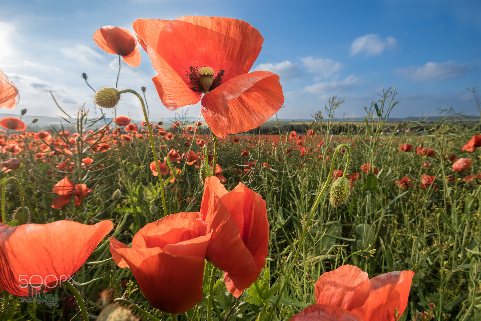 Sigma AF 10-20mm F4-5.6 EX DC sample photo. Red poppy photography