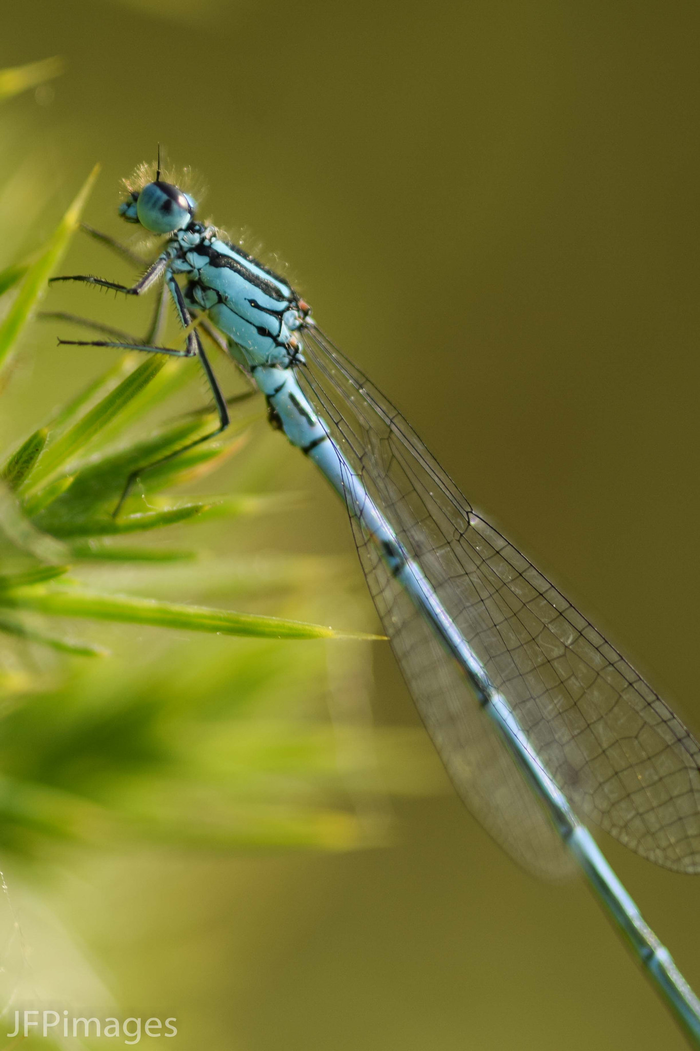 Sigma 105mm F2.8 EX DG Macro sample photo. Common blue damselfly photography