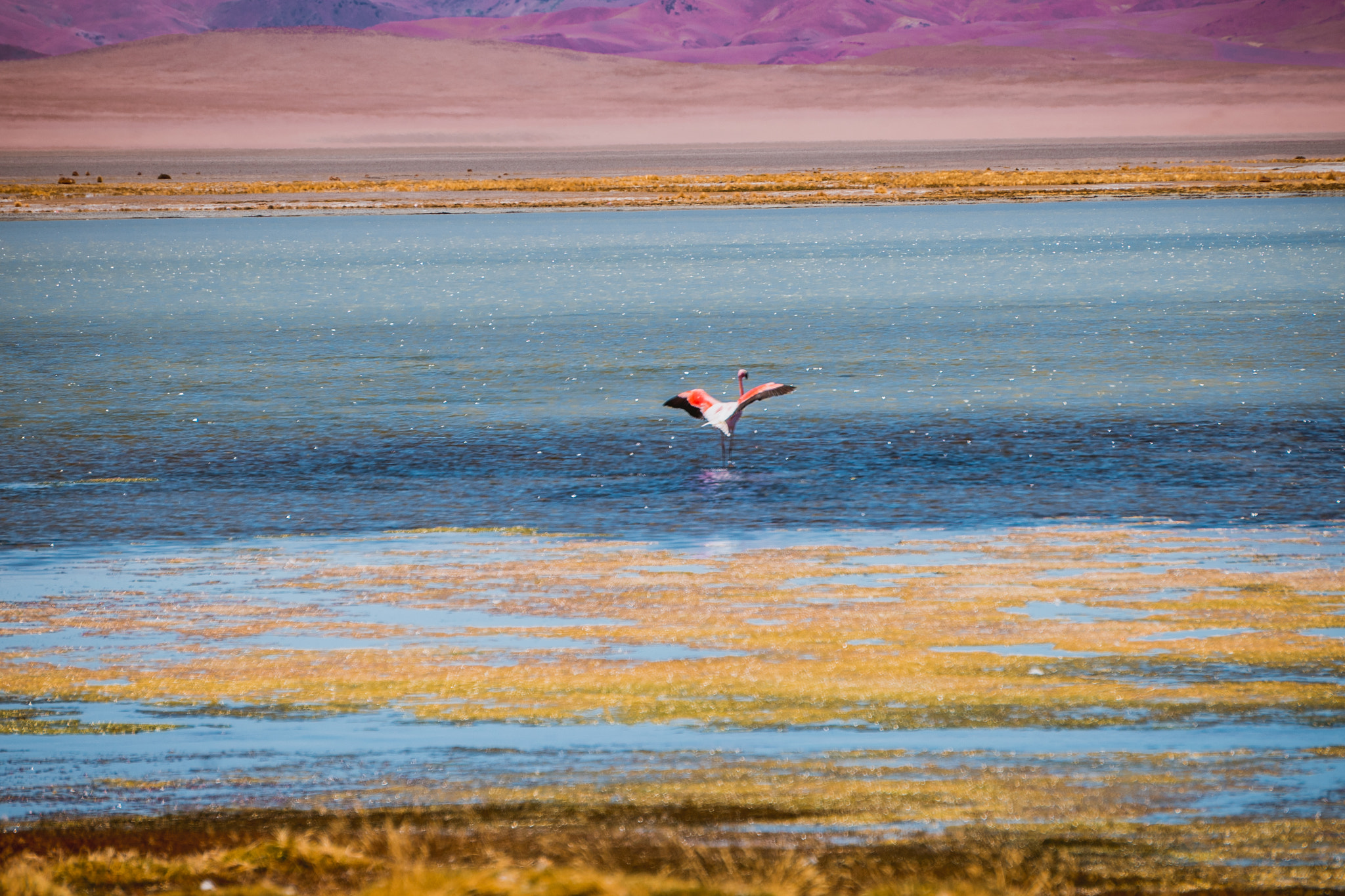 Sony E 55-210mm F4.5-6.3 OSS sample photo. Flamingos photography