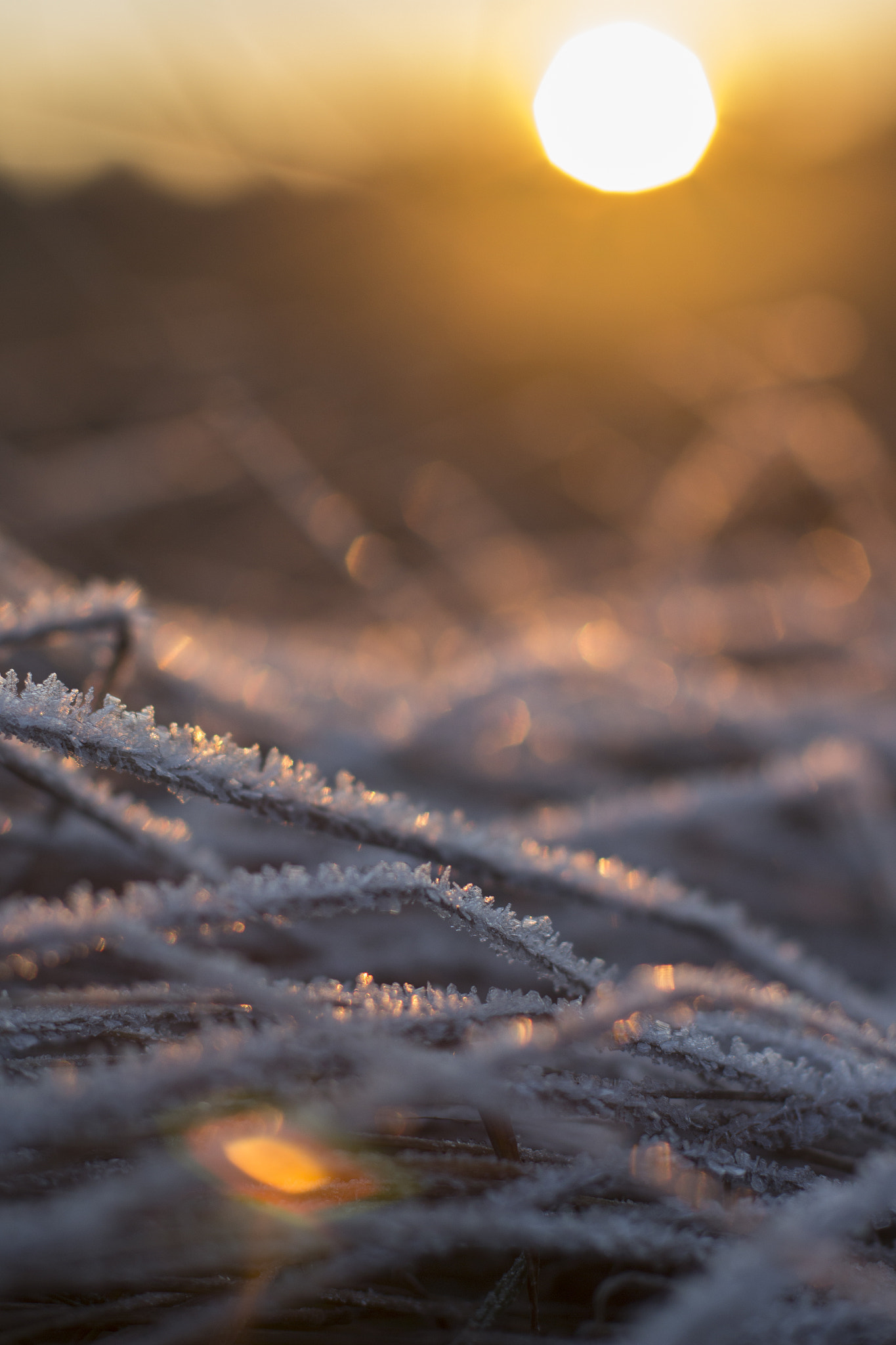 Canon EOS 700D (EOS Rebel T5i / EOS Kiss X7i) + Canon EF 50mm F1.4 USM sample photo. Frost and sun photography