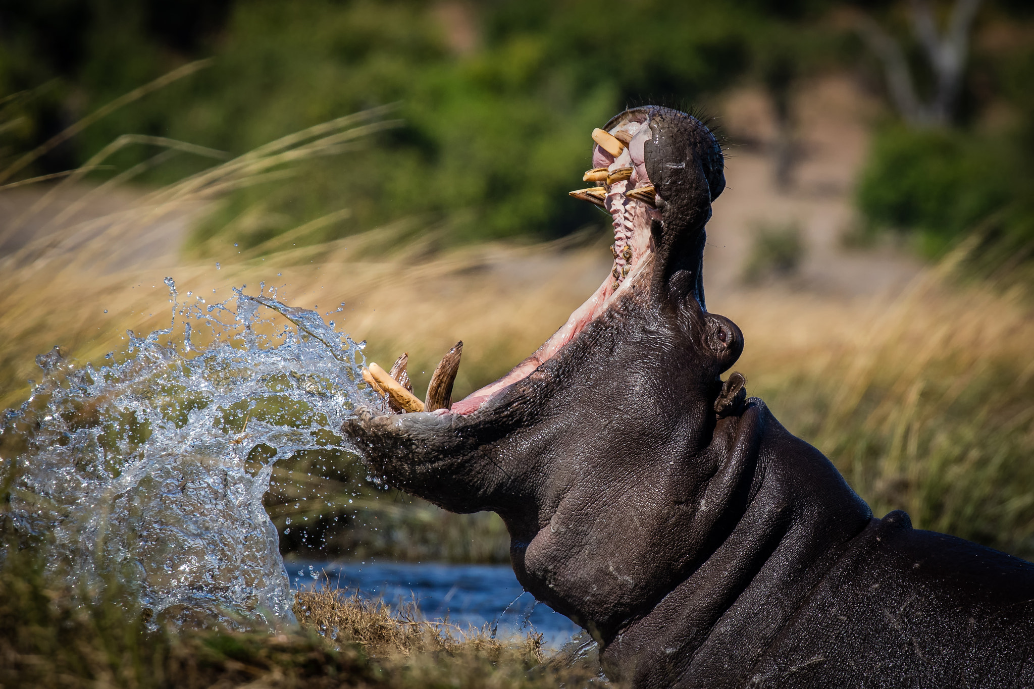 Canon EOS 7D Mark II + Canon EF 100-400mm F4.5-5.6L IS II USM sample photo. Angry hippo photography