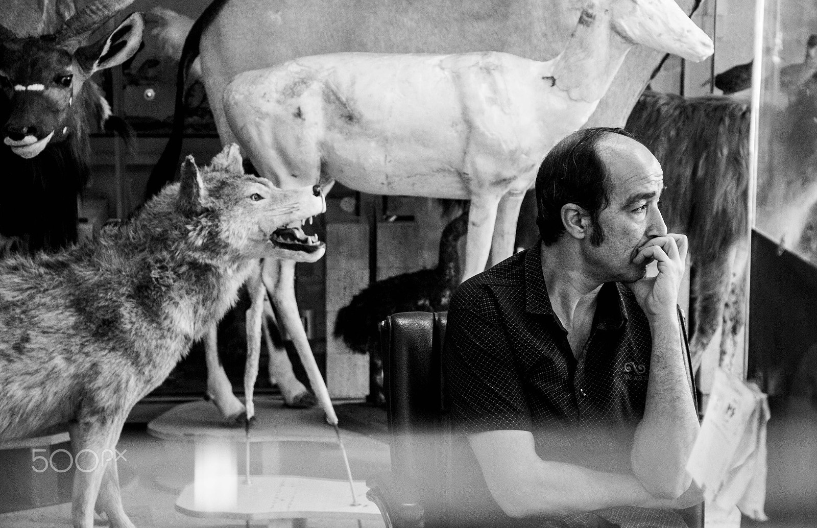Canon EOS 550D (EOS Rebel T2i / EOS Kiss X4) sample photo. Taxidermist photography