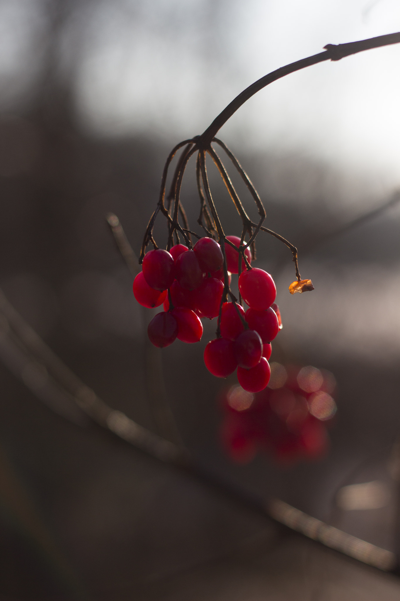Canon EOS 700D (EOS Rebel T5i / EOS Kiss X7i) + Canon EF 50mm F1.4 USM sample photo. Red berries near the lake glinki photography
