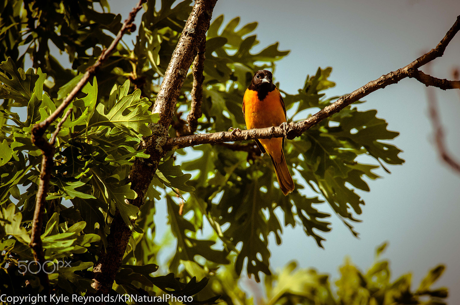 Nikon D300S + Nikon AF-S Nikkor 300mm F4D ED-IF sample photo. Angry oriole photography