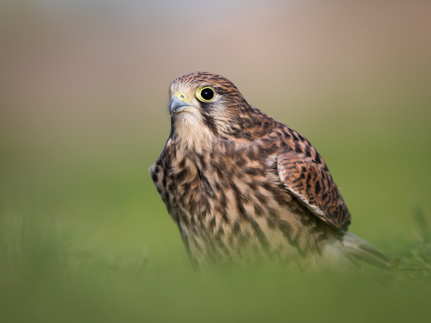 Canon EF 400mm F2.8L IS II USM sample photo. Young kestrel photography
