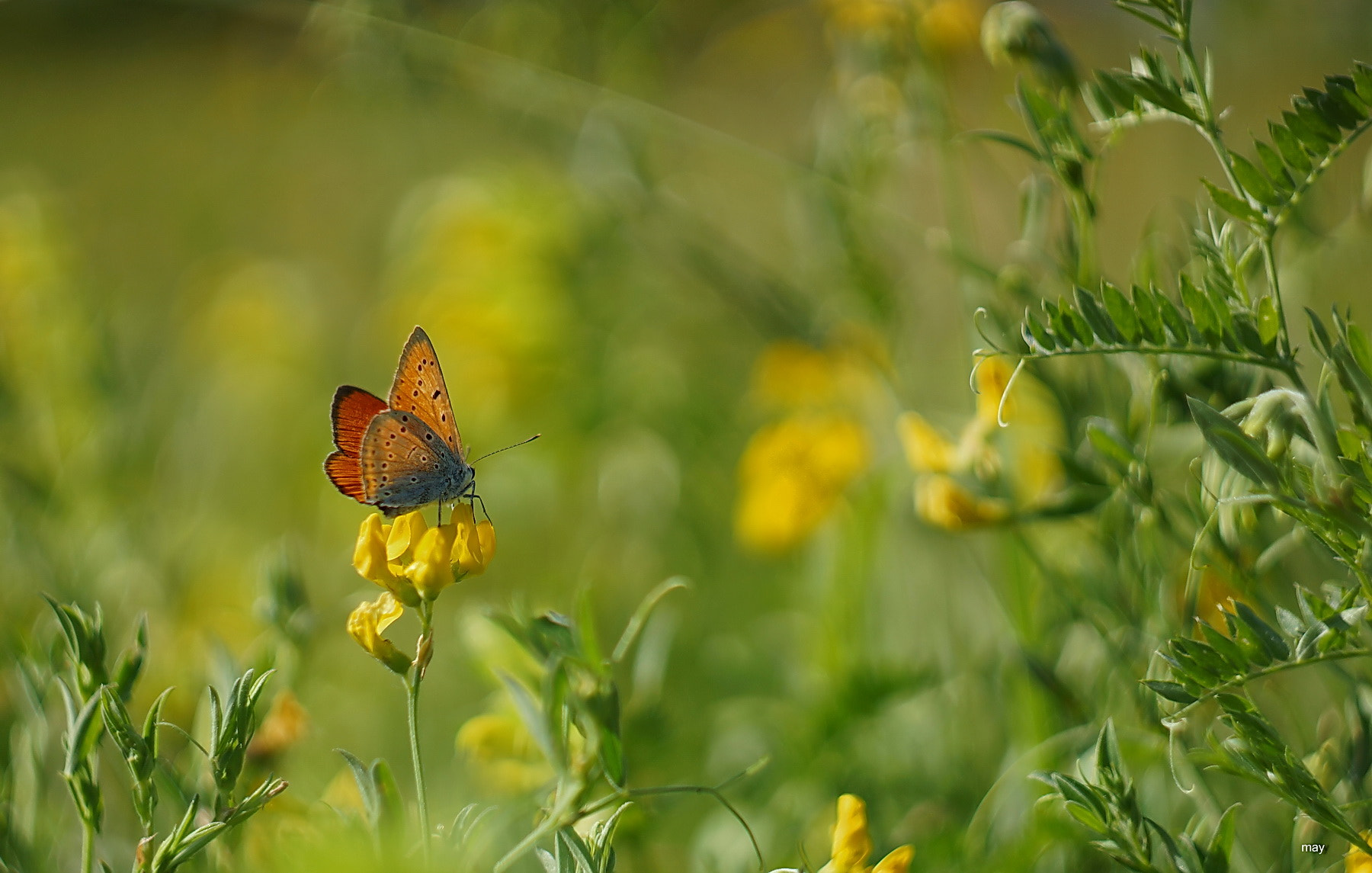 Sony SLT-A65 (SLT-A65V) + Minolta AF 50mm F1.7 sample photo. How wonderful summer.. photography
