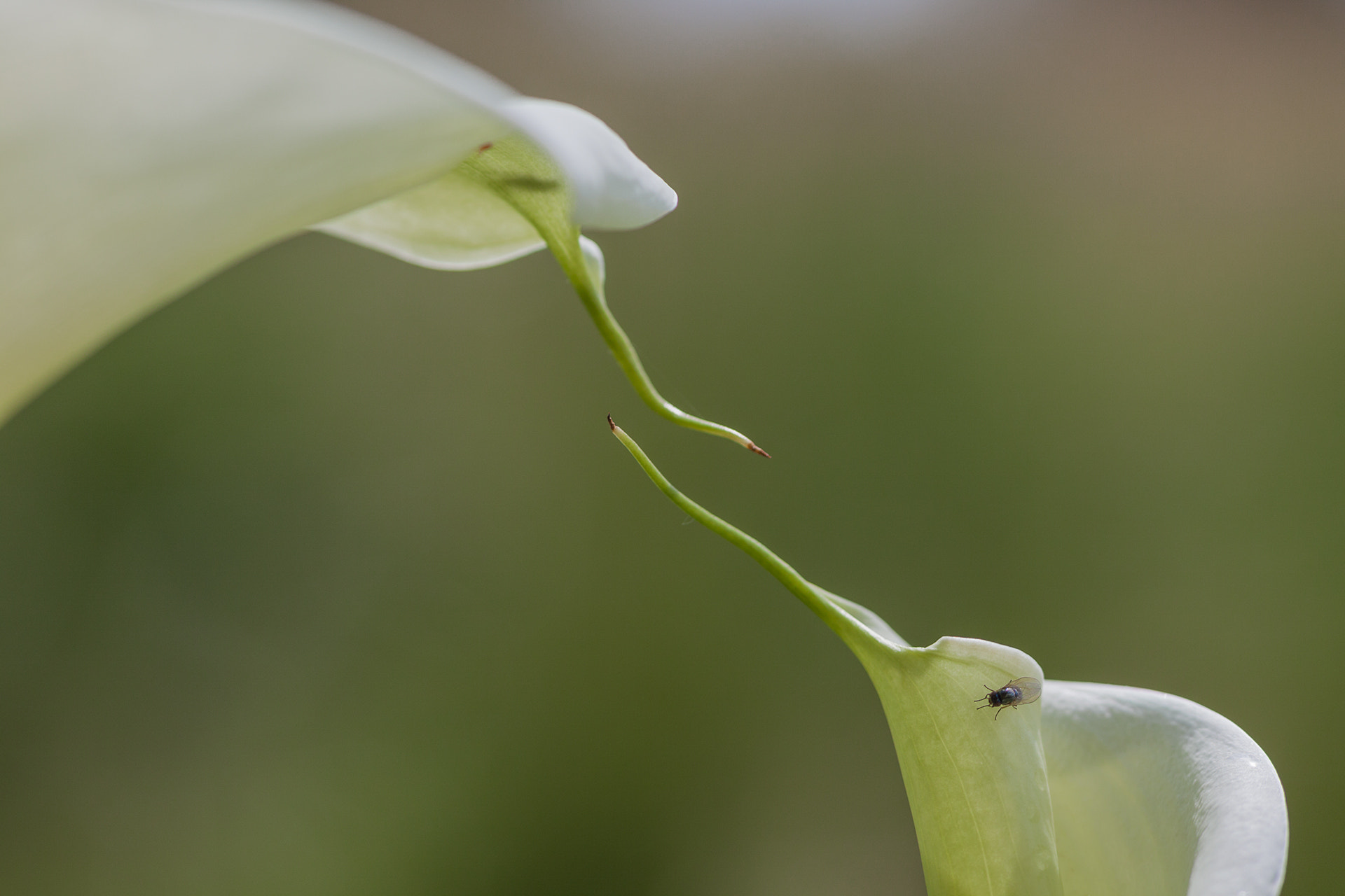 Sigma 105mm F2.8 EX DG OS HSM sample photo