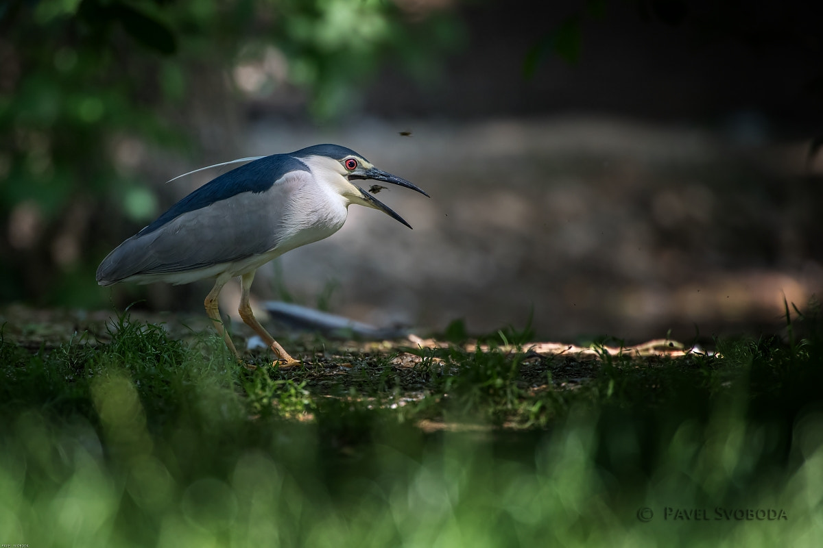 Nikon AF-S Nikkor 400mm F2.8E FL ED VR sample photo. Black-crowned night heron photography