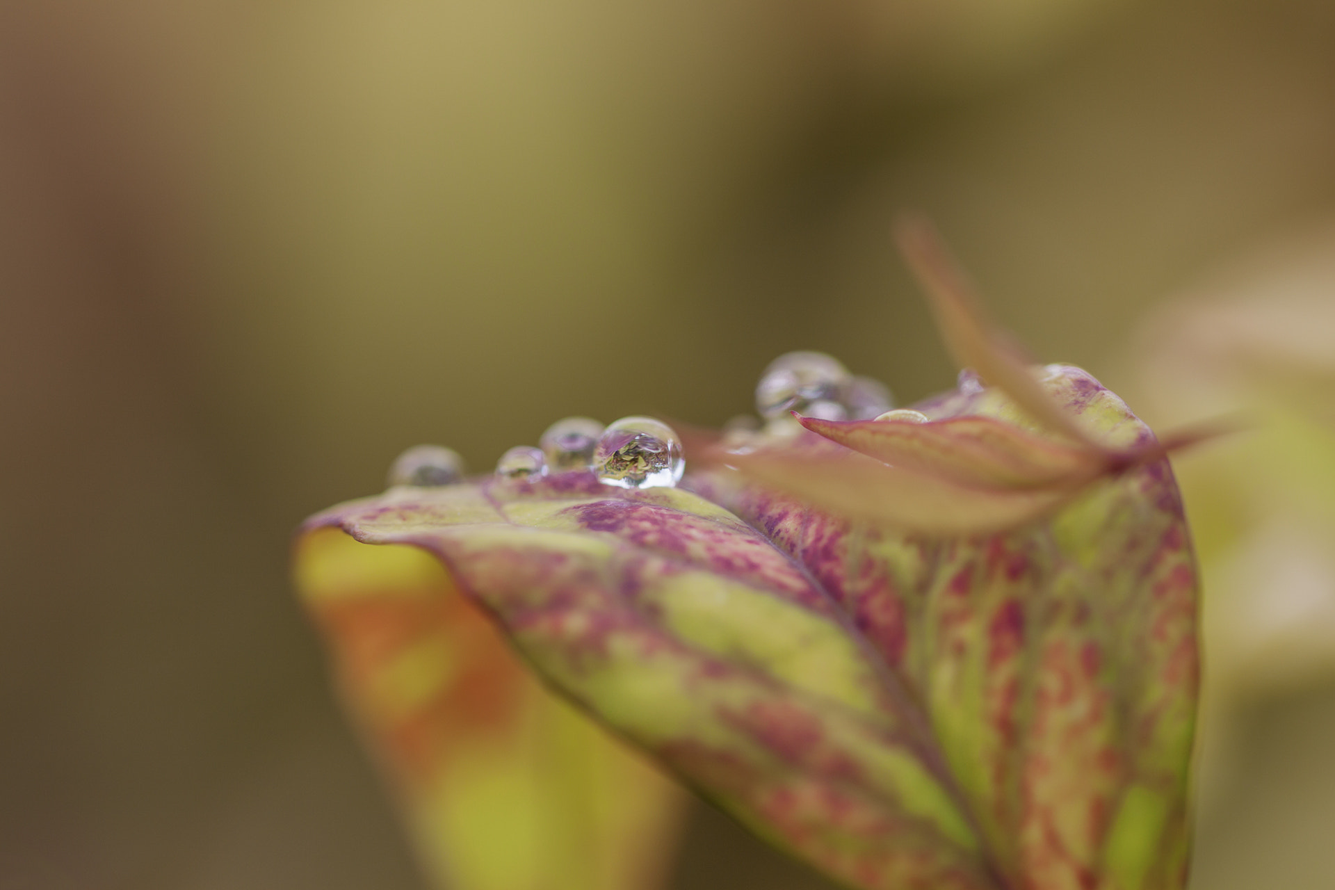 Sigma 105mm F2.8 EX DG OS HSM sample photo