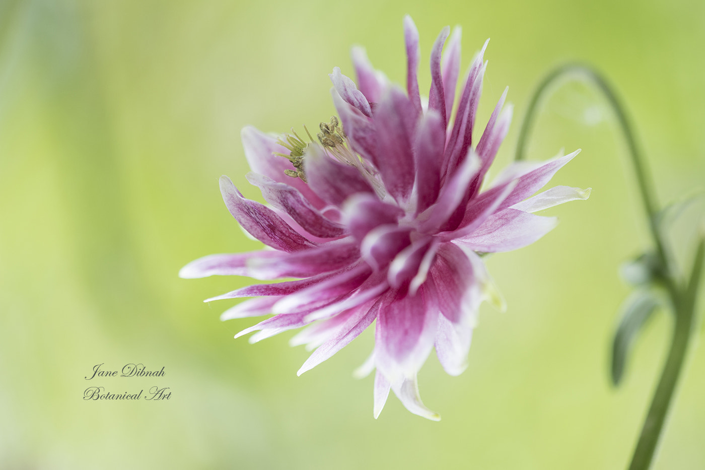 Canon EF 180mm F3.5L Macro USM sample photo. Aquilegia photography
