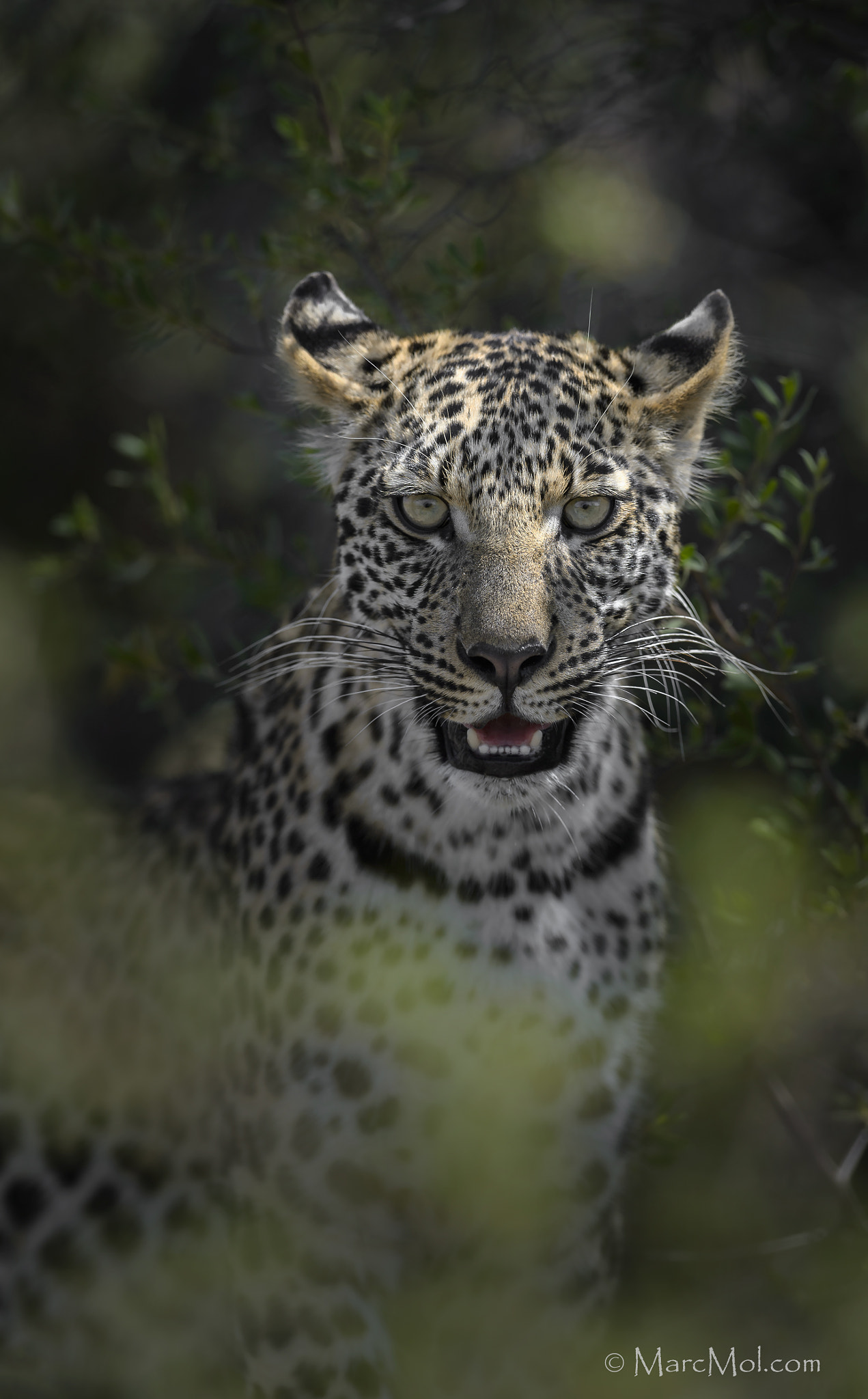 Nikon AF-S Nikkor 400mm F2.8E FL ED VR sample photo. Emerging leopardess. photography