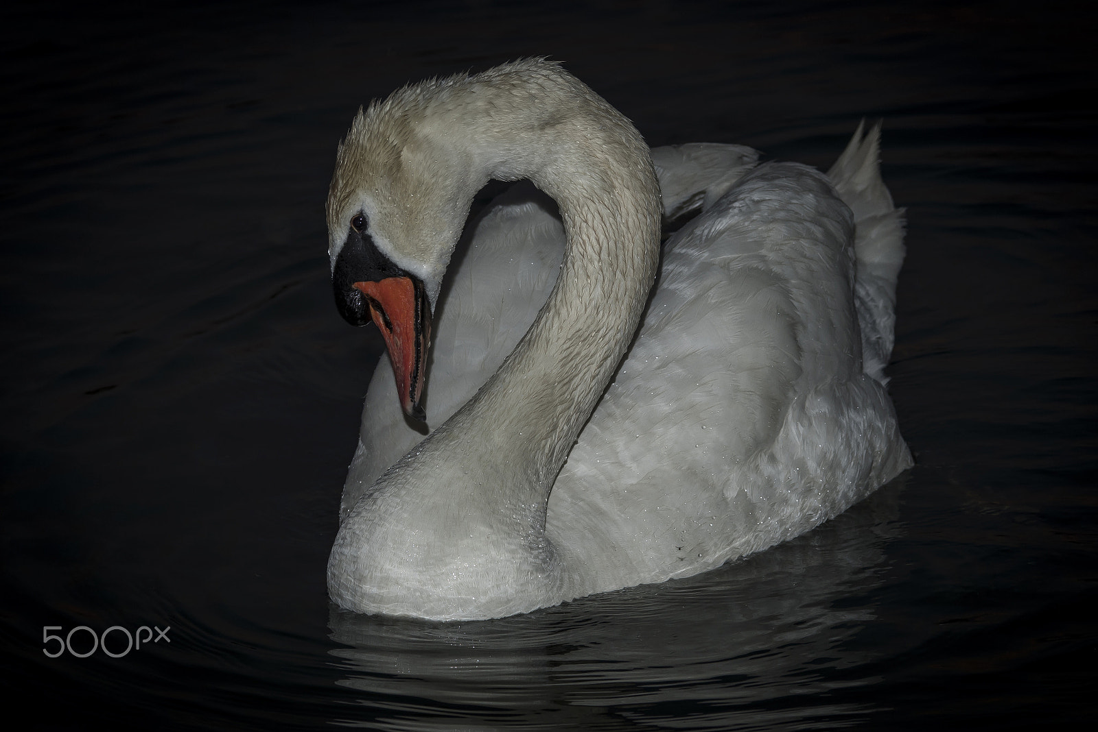 Sigma 120-400mm F4.5-5.6 DG OS HSM sample photo. Shy photography