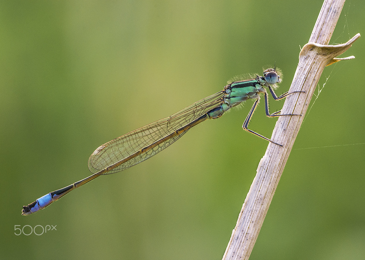 Sigma 150mm F2.8 EX DG OS Macro HSM sample photo. Blue tailed damselfly photography