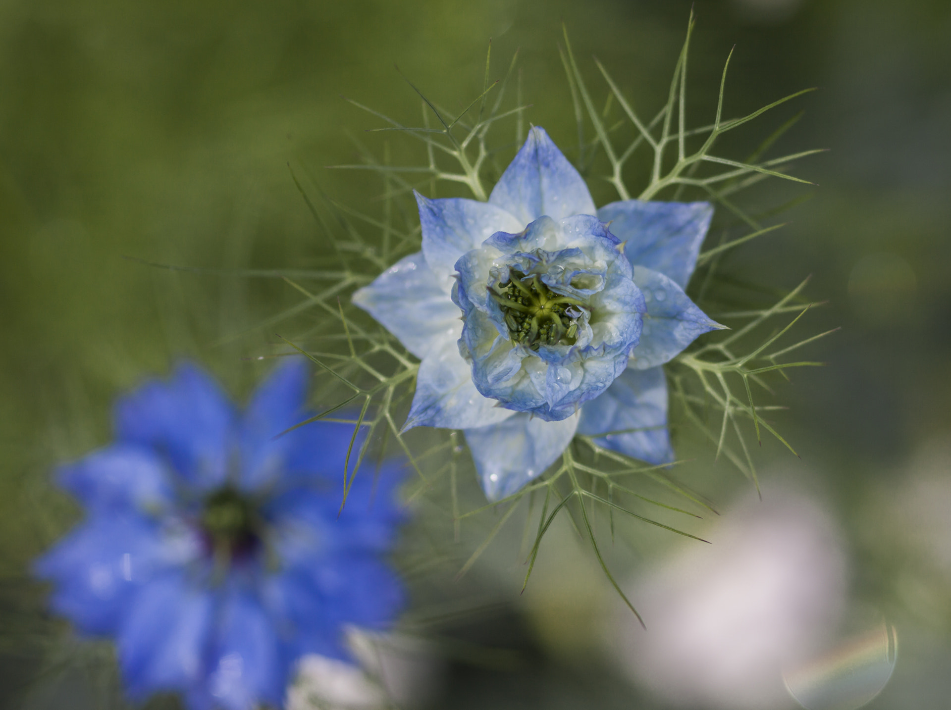 Sigma 105mm F2.8 EX DG OS HSM sample photo