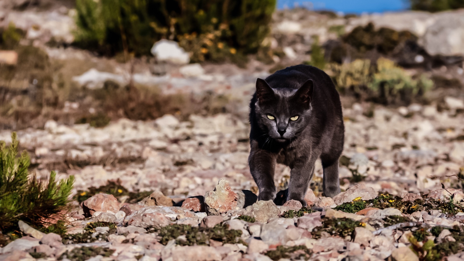 Canon EOS 760D (EOS Rebel T6s / EOS 8000D) + Canon EF-S 18-200mm F3.5-5.6 IS sample photo. Grey on the beach photography