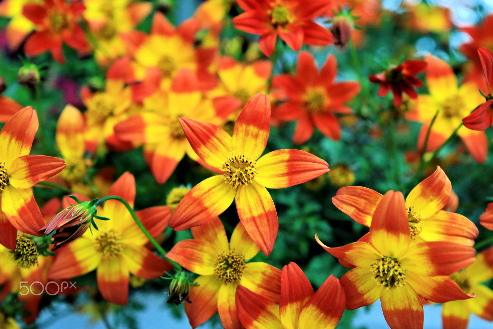 Canon EOS 750D (EOS Rebel T6i / EOS Kiss X8i) sample photo. Bloom2 photography