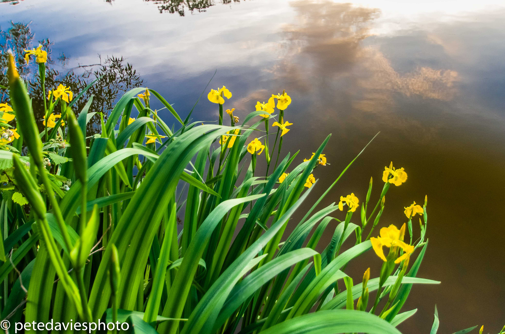 Pentax K-5 sample photo. Irises on the bank of earlswood lakes at sundown photography