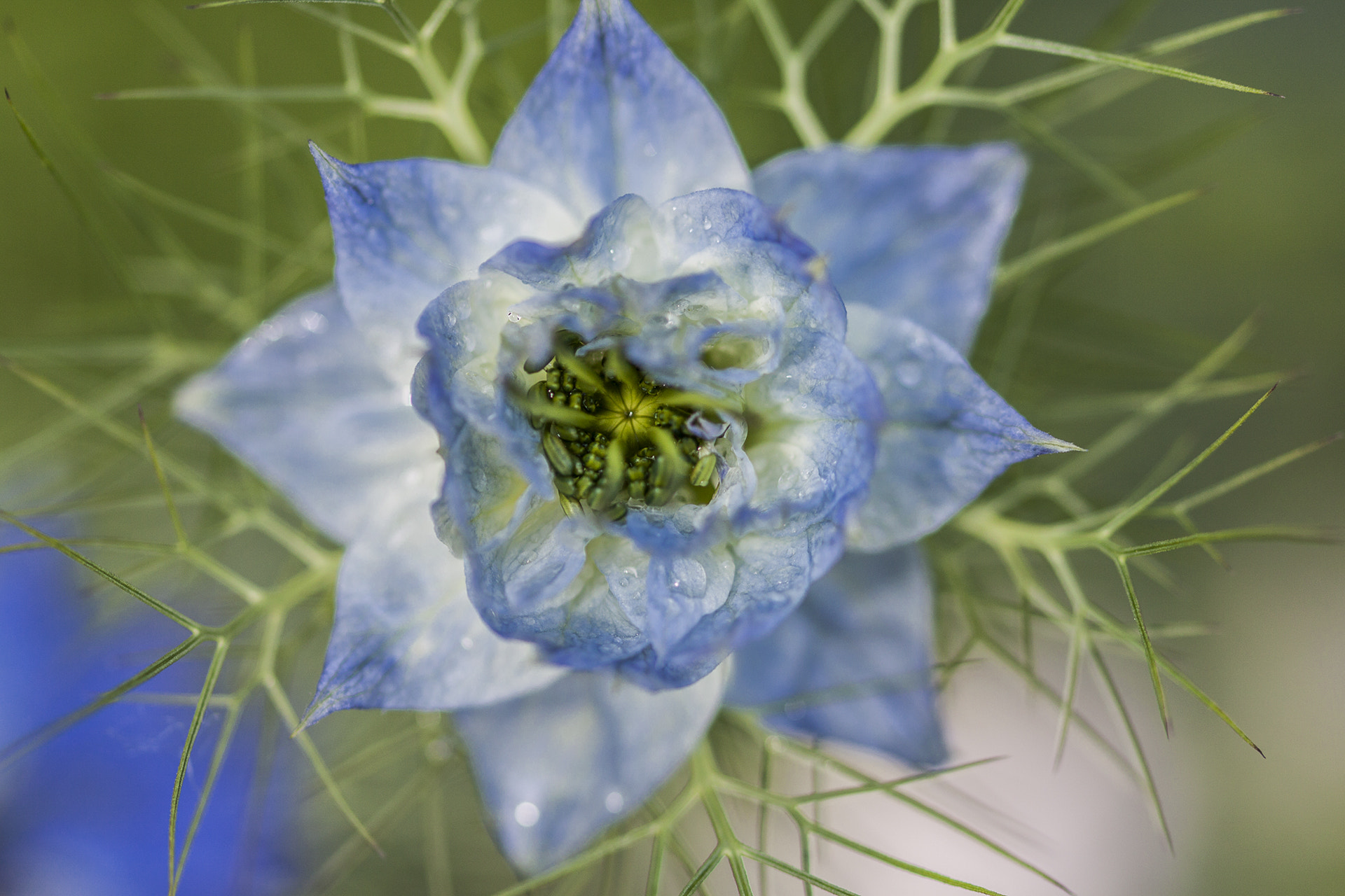 Sigma 105mm F2.8 EX DG OS HSM sample photo