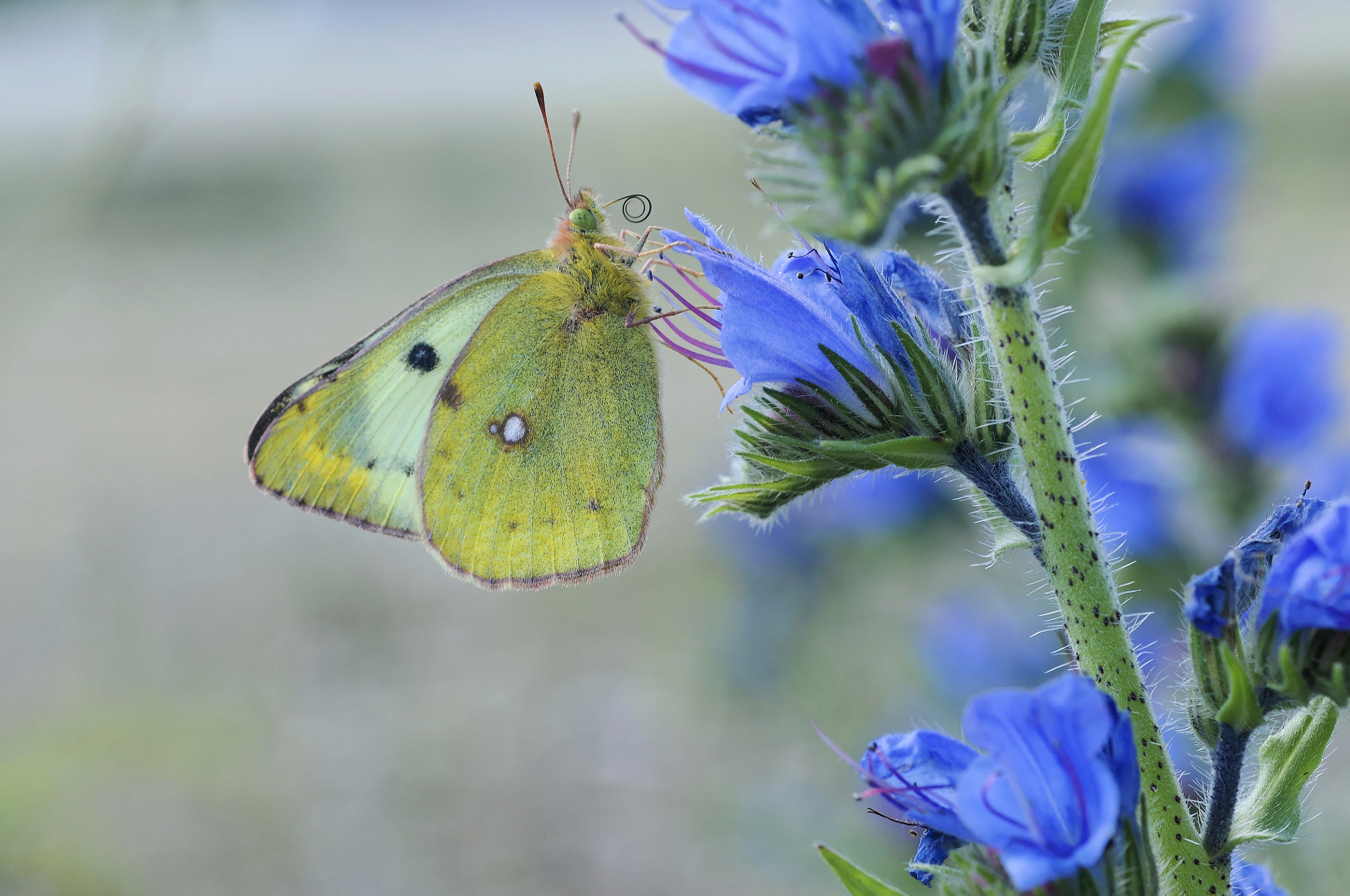 Nikon D300S + Nikon AF Micro-Nikkor 60mm F2.8D sample photo. Papillon fluoré (colias alfacariensis) photography