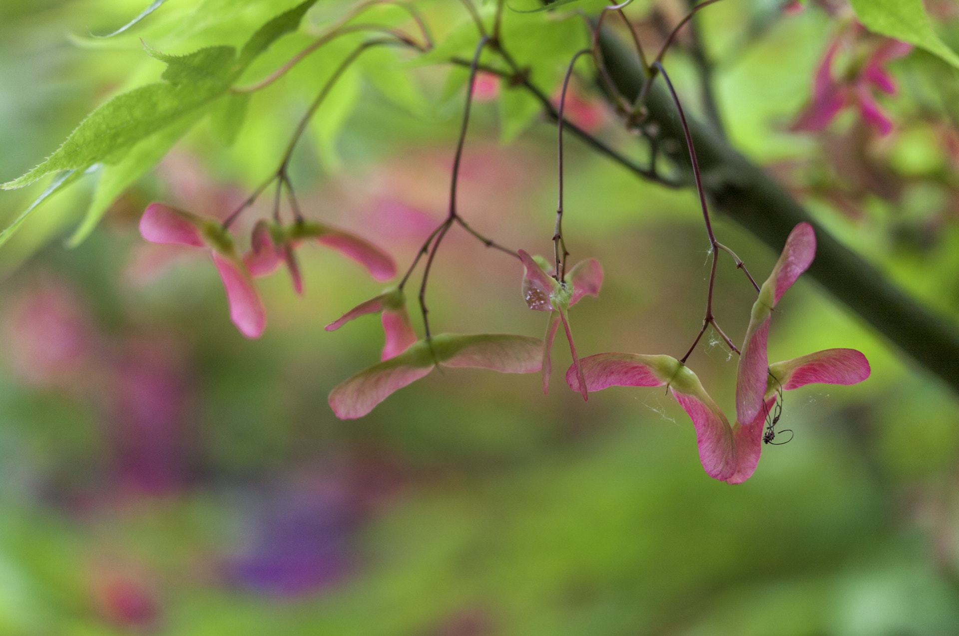 Sigma 105mm F2.8 EX DG OS HSM sample photo