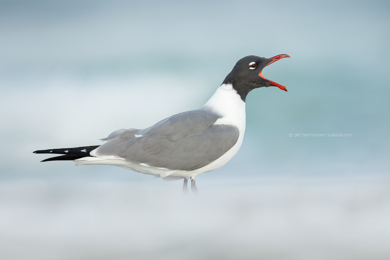 Canon EOS 5DS + Canon EF 300mm F2.8L IS II USM sample photo. Laughing gull photography