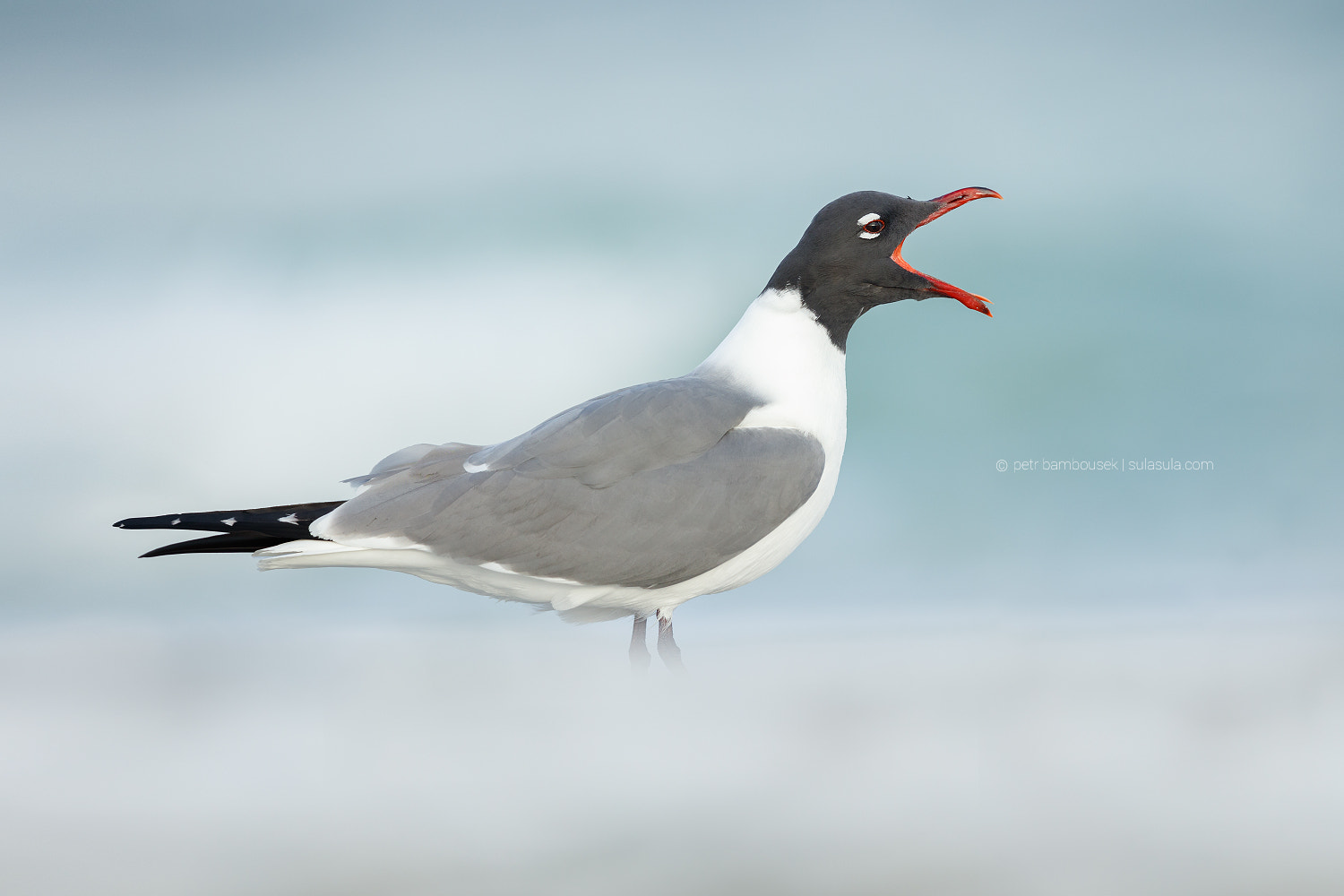 Canon EF 300mm F2.8L IS II USM sample photo. Laughing gull photography