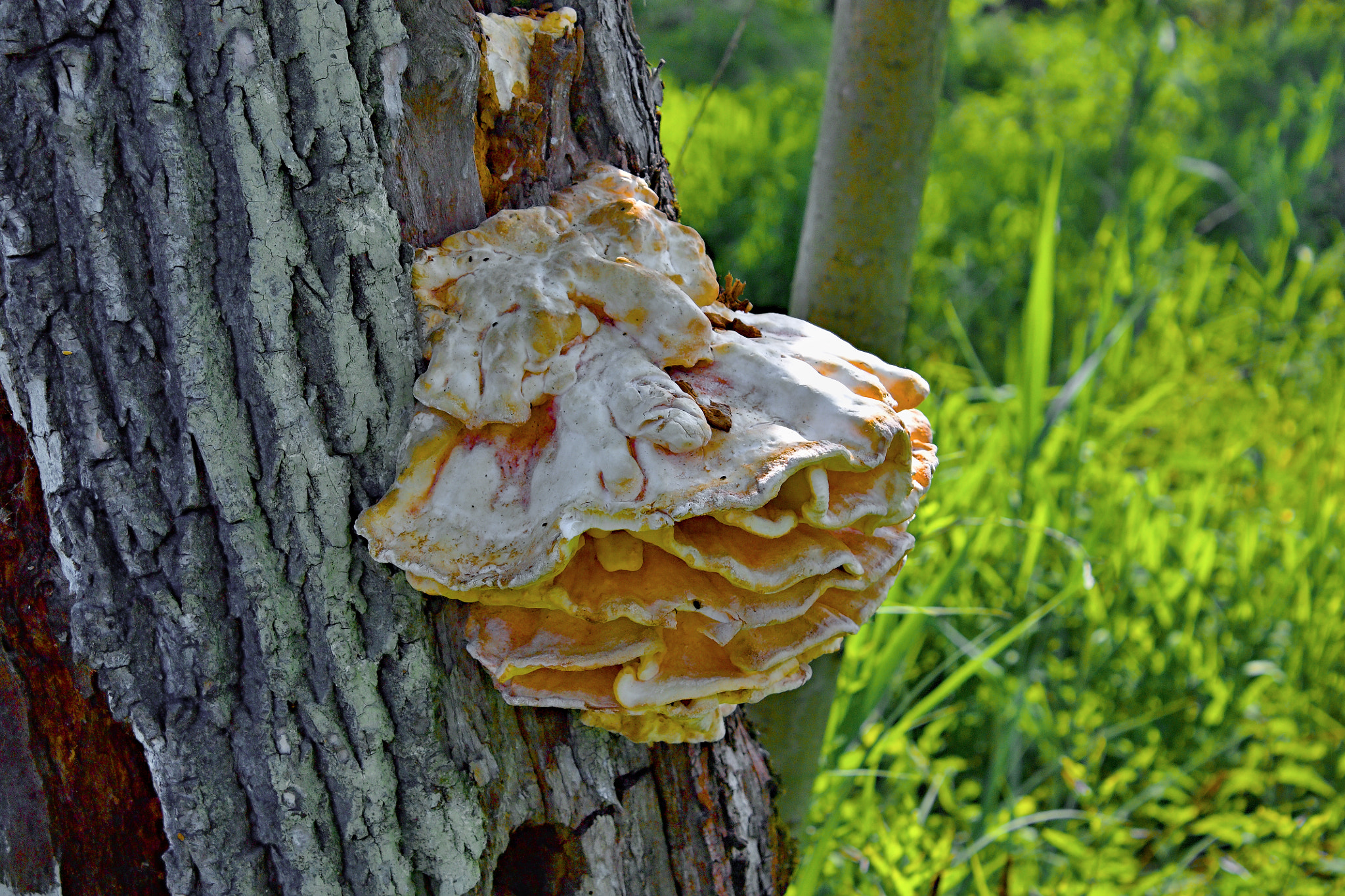 18.00 - 55.00 mm sample photo. Woodsfailing mushroom photography