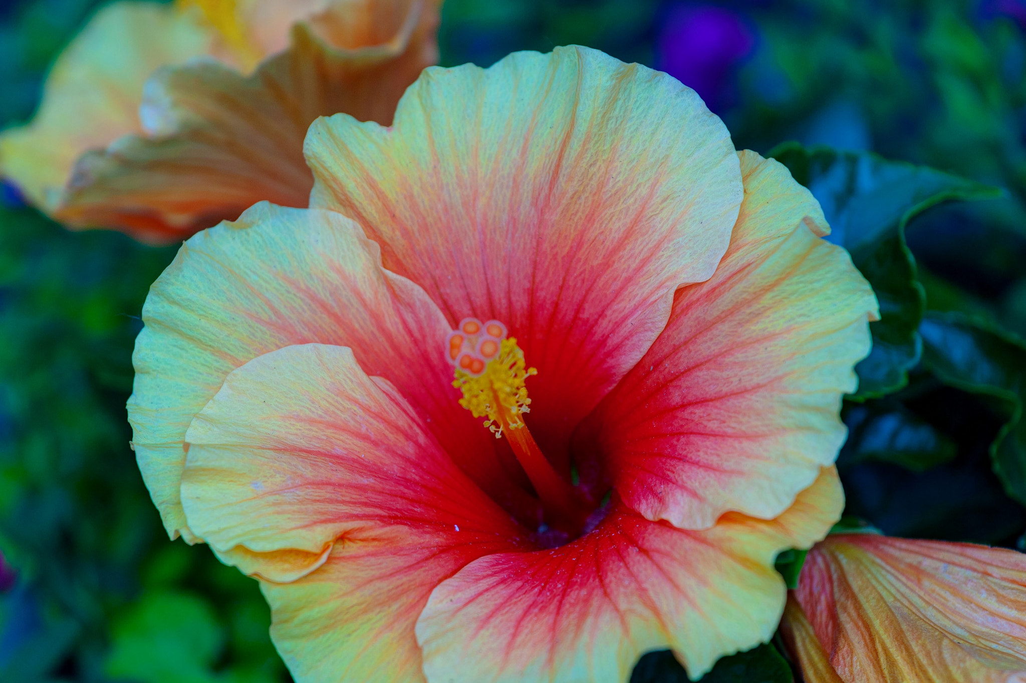 Canon EOS-1D Mark III sample photo. Hibiscus two photography