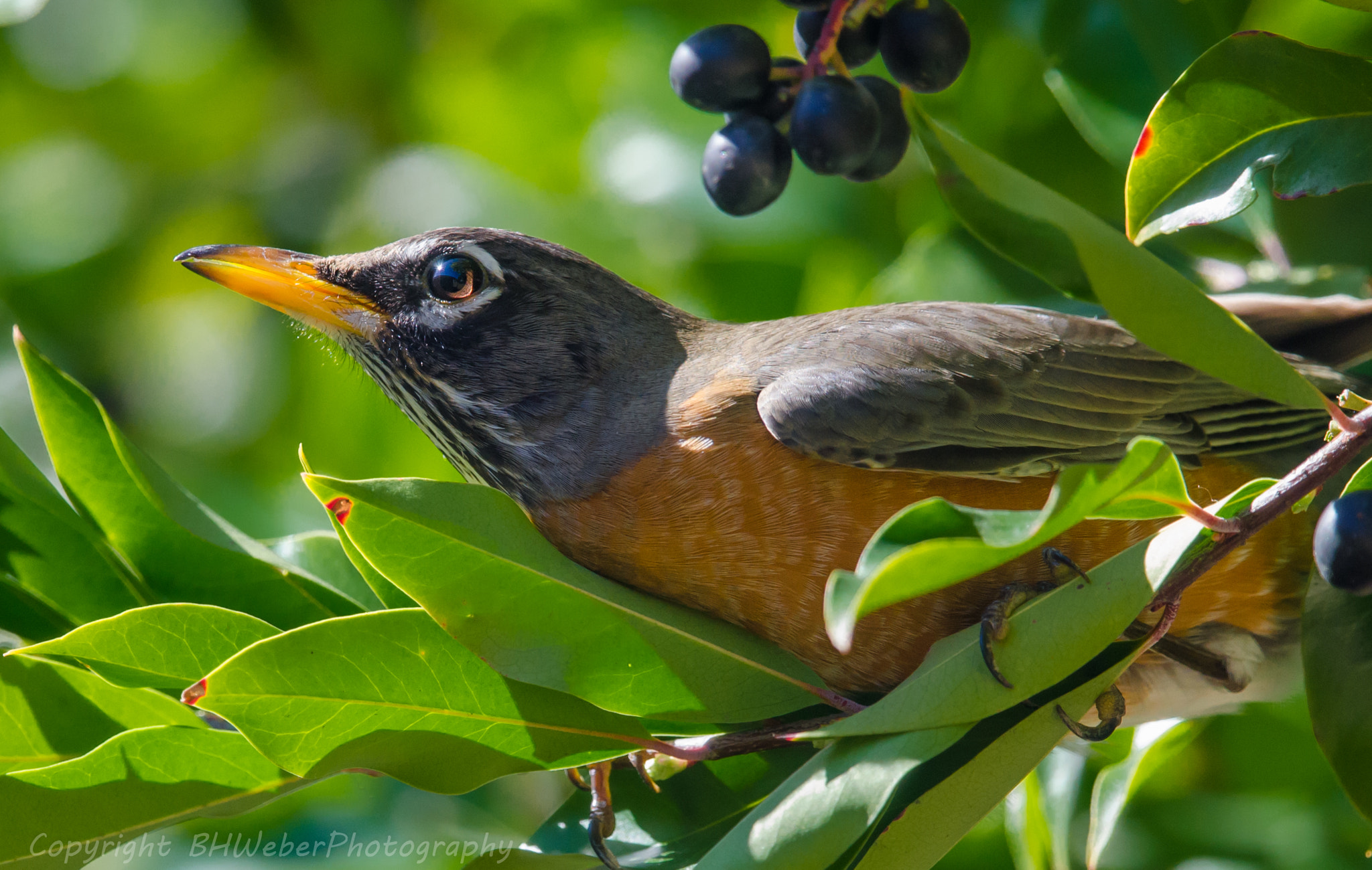 Nikon Nikkor AF-S 300mm F4E PF ED VR sample photo. Robin photography