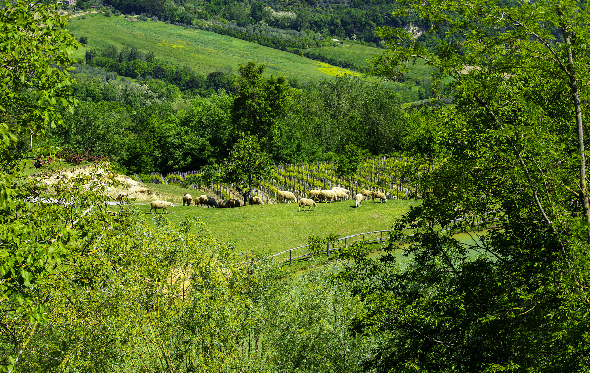 Canon EF 100-400mm F4.5-5.6L IS II USM sample photo. Sheep tuscany landscape photography