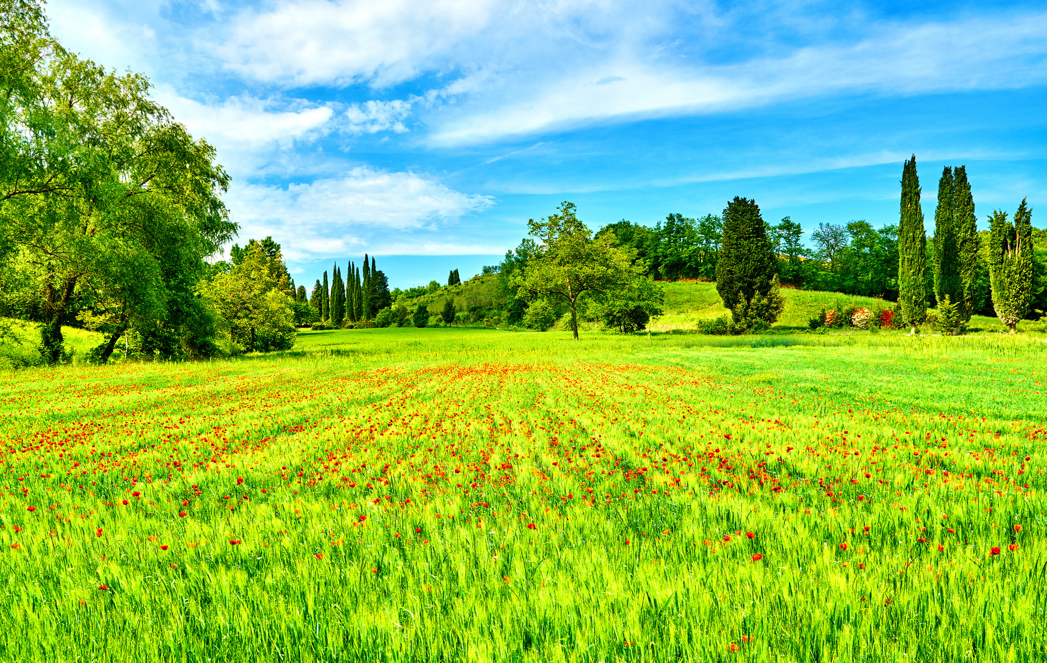24-70mm F2.8 sample photo. Poppy field tuscany photography
