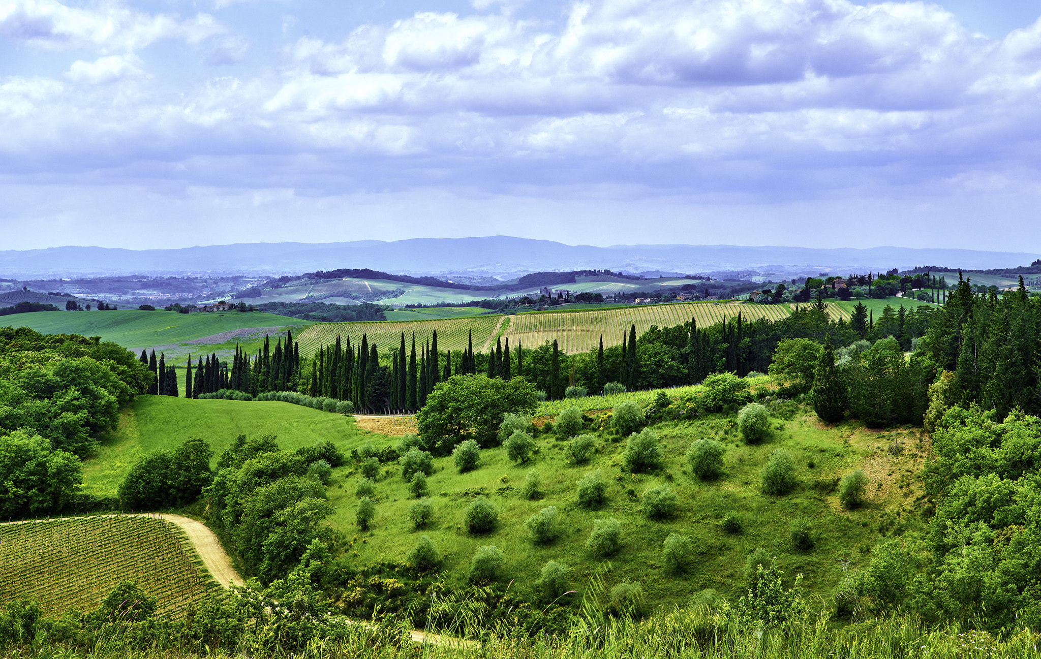 24-70mm F2.8 sample photo. Tuscany tree art photography