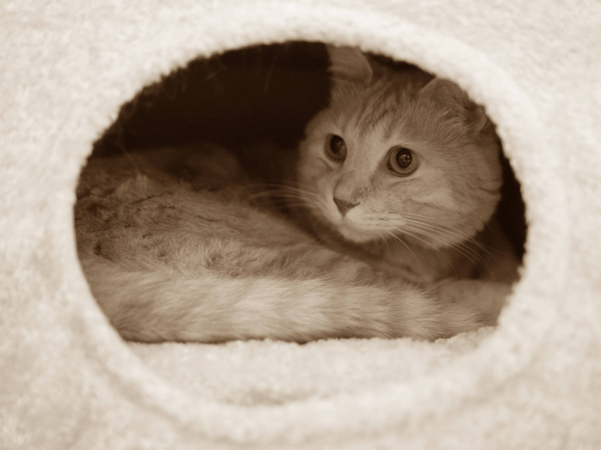 Canon EOS-1D Mark III + Sigma 28mm f/1.8 DG Macro EX sample photo. This morning of cats:sepia photography