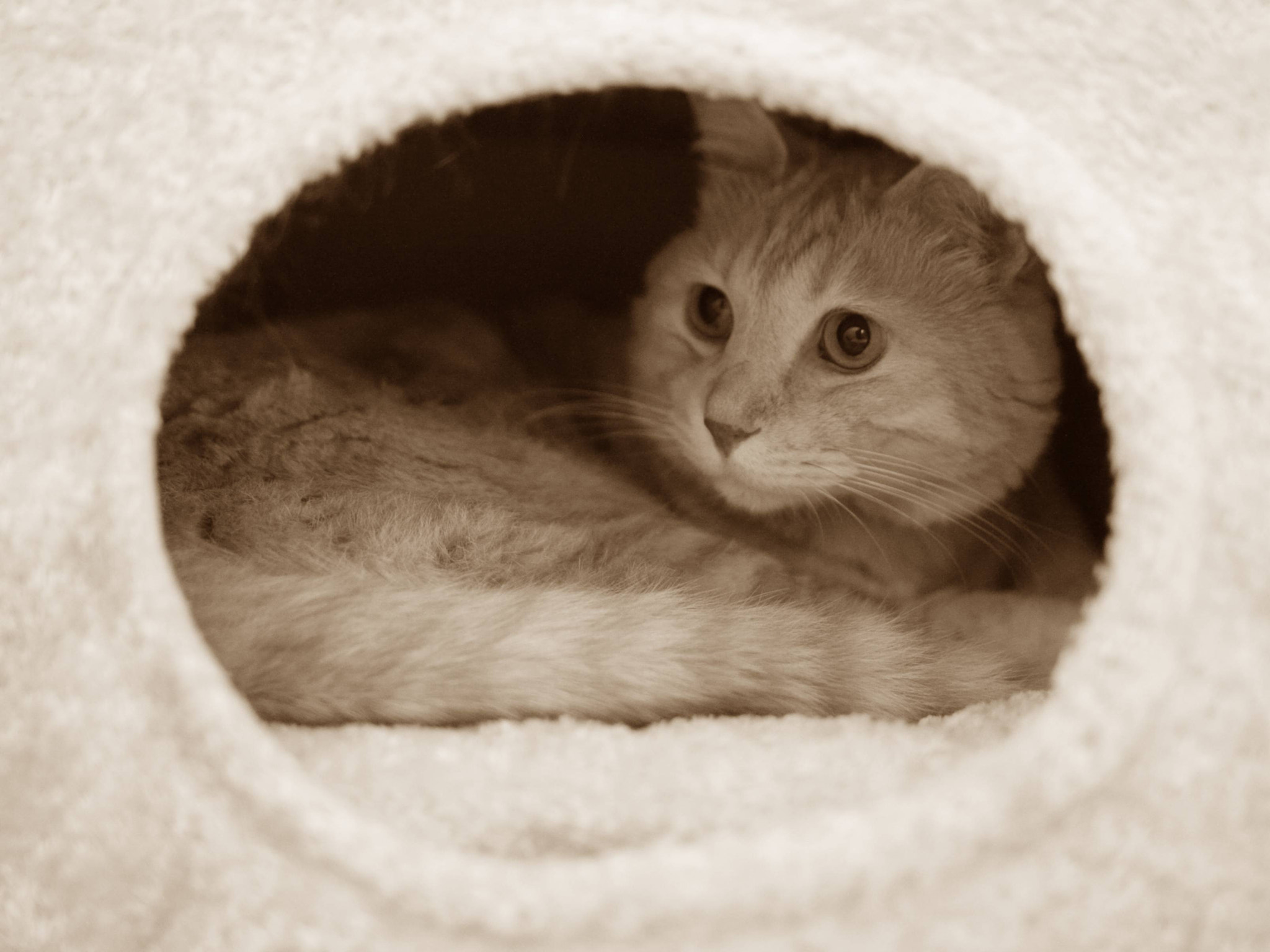 Sigma 28mm f/1.8 DG Macro EX sample photo. This morning of cats:sepia photography