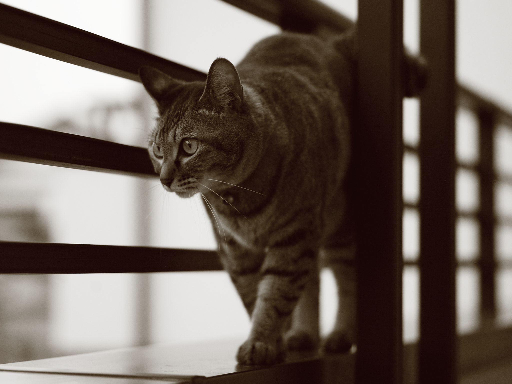 Canon EOS 5D + Tamron SP AF 90mm F2.8 Di Macro sample photo. This morning of cats:choco photography