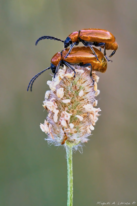 Sony ILCA-77M2 sample photo. Exosoma lusitanicum photography