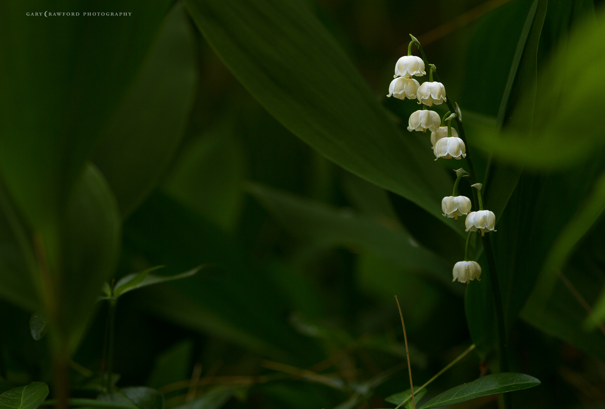 Canon EOS 7D + Sigma 85mm F1.4 EX DG HSM sample photo. Lily of the valley photography