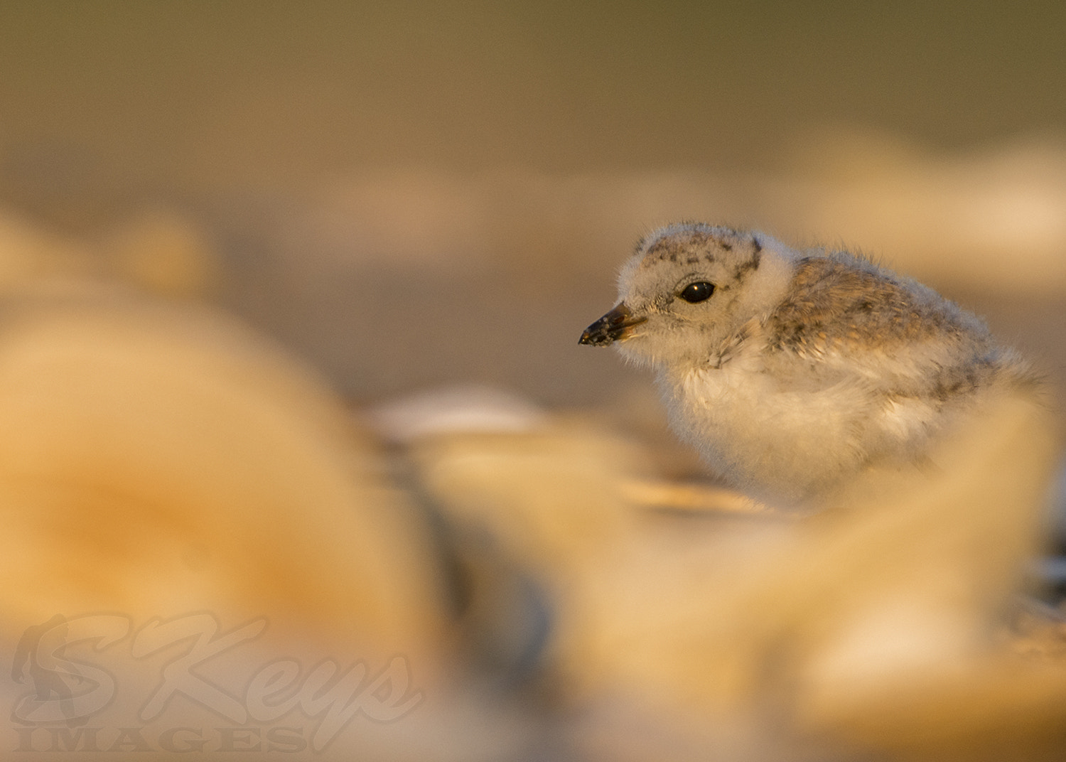 Nikon D7200 + Sigma 500mm F4.5 EX DG HSM sample photo. Morning magic (piping plover) photography