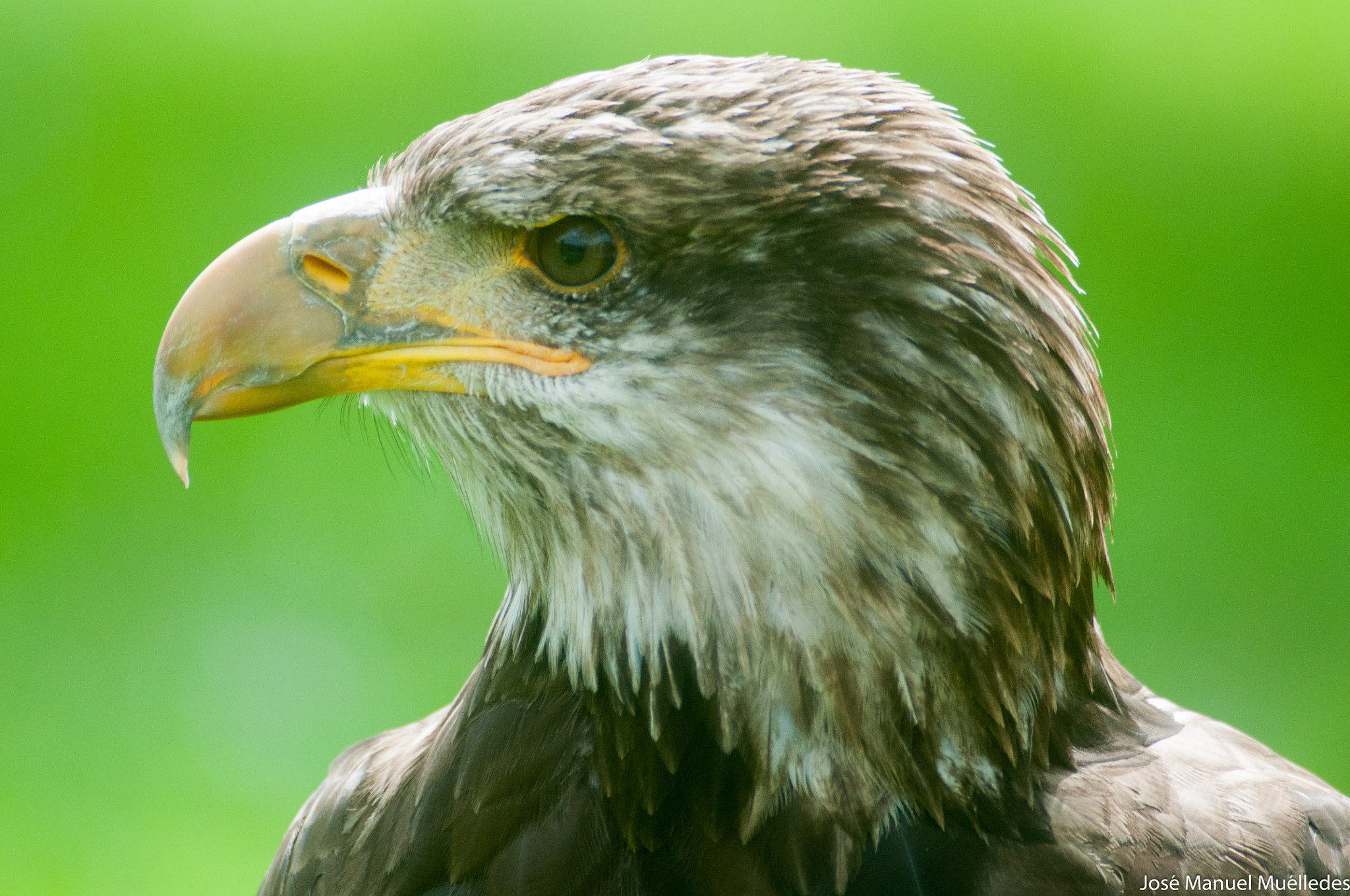 Nikon D90 + Sigma APO 400mm F5.6 sample photo