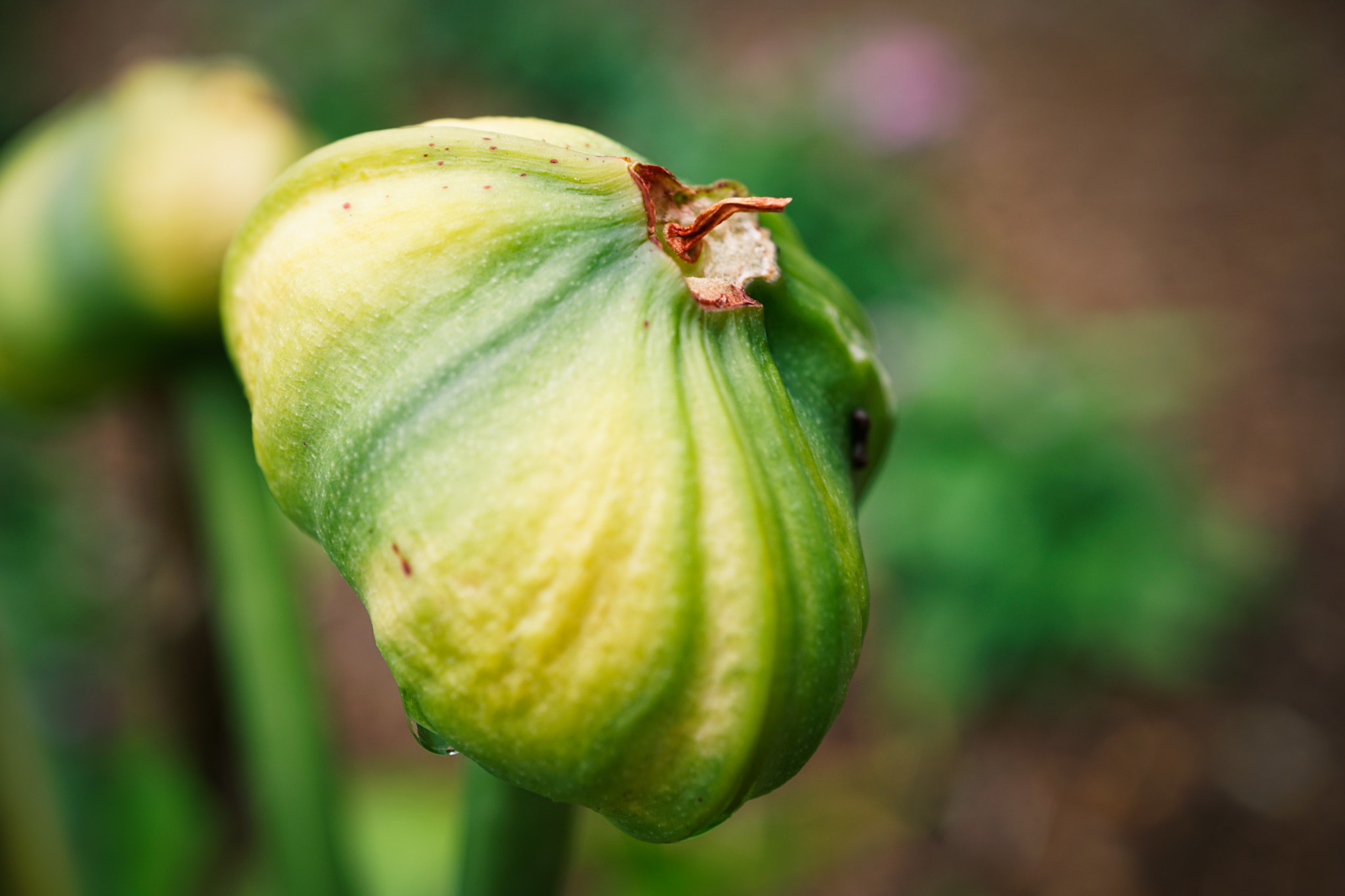 Sony a6300 + Sony E 30mm F3.5 Macro sample photo. Flower bud photography